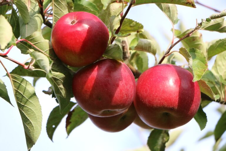 Understanding the Benefits of Plant-Based Diets for Weight Management